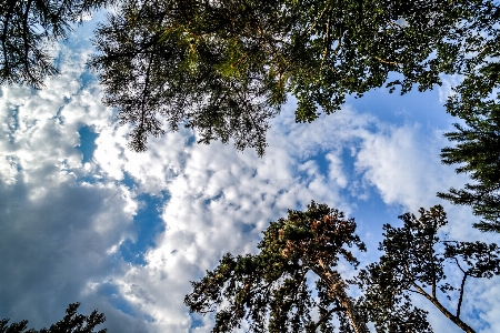 Foto Langit awan pohon siang hari