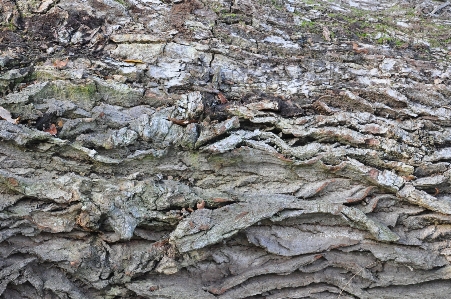 Holz baum bellen natur Foto