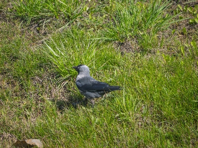 Bird beak grass stock dove Photo