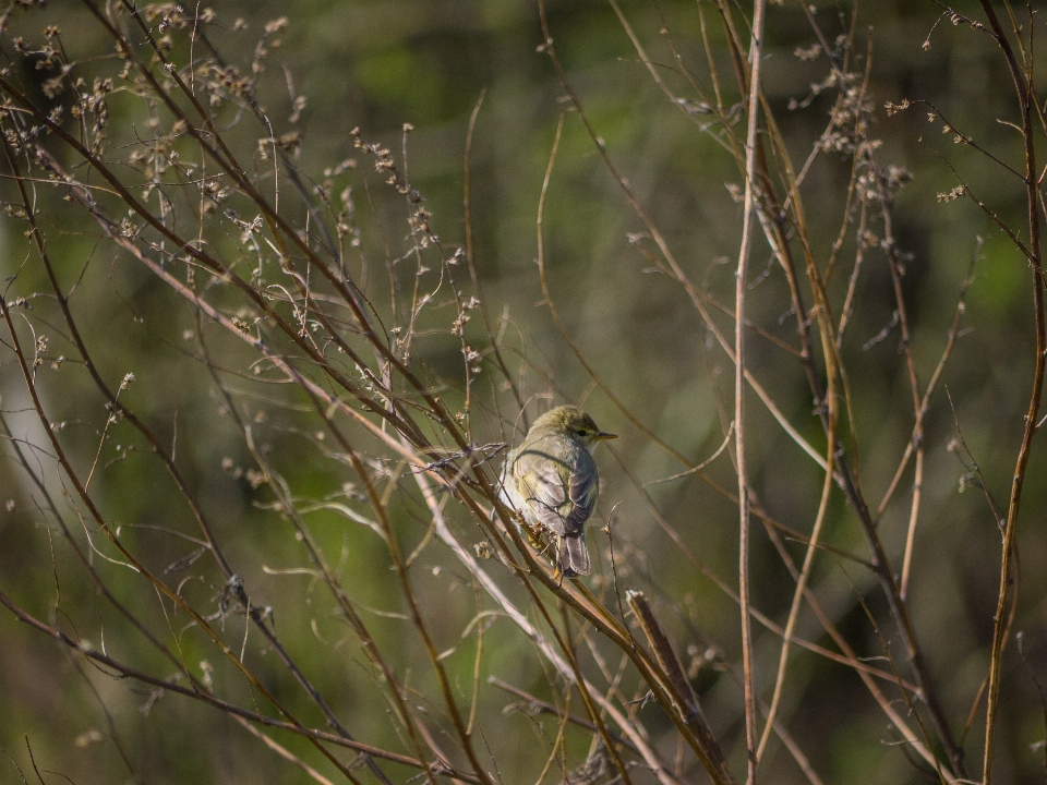 Oiseau faune bifurquer brindille