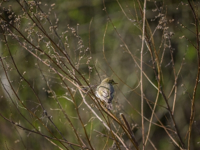 Bird wildlife branch twig Photo