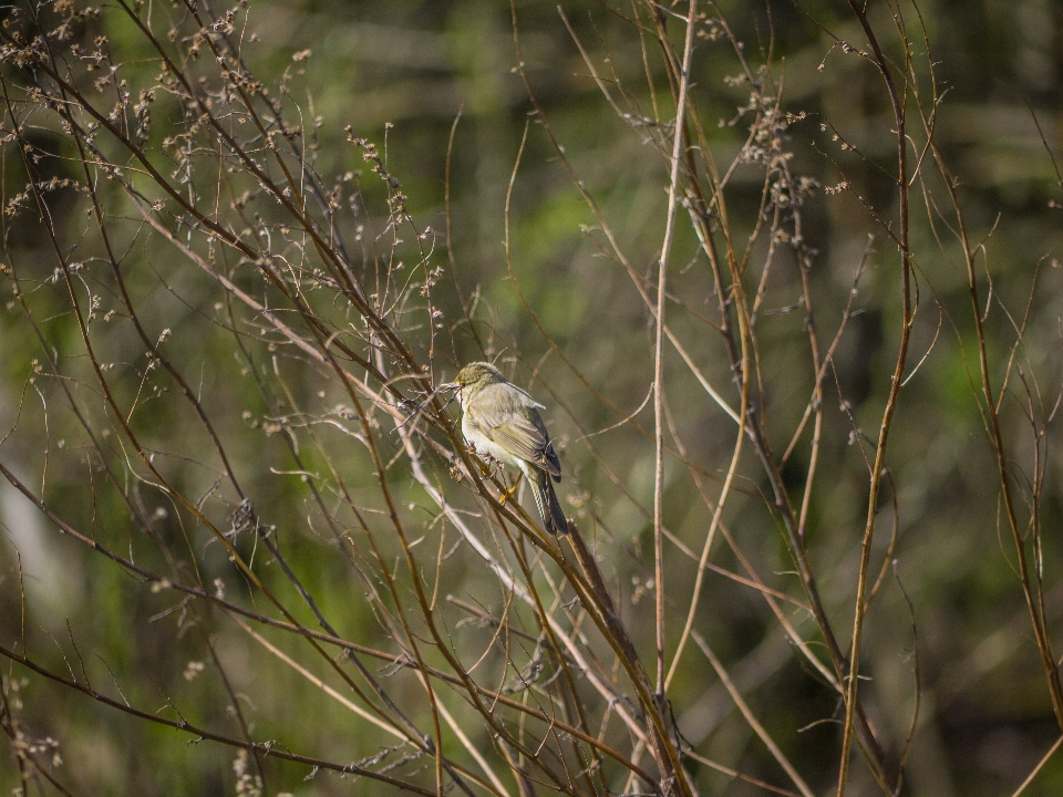 Bird wildlife beak branch