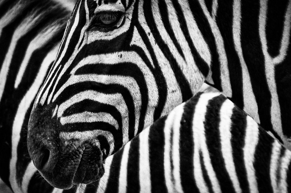 Animais selvagens animal terrestre
 zebra preto e branco
