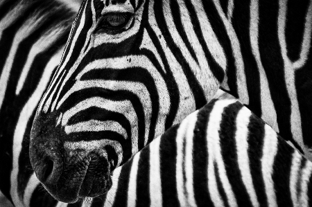 Foto Animali selvatici animale terrestre
 zebra bianco e nero
