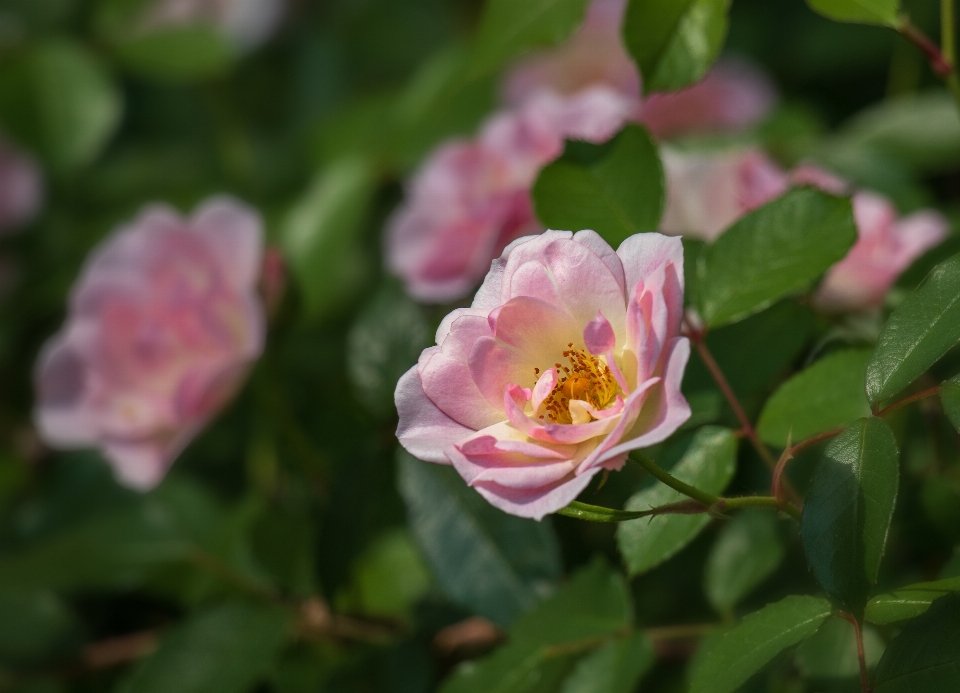 Rosa flor planta com flor
 pétala