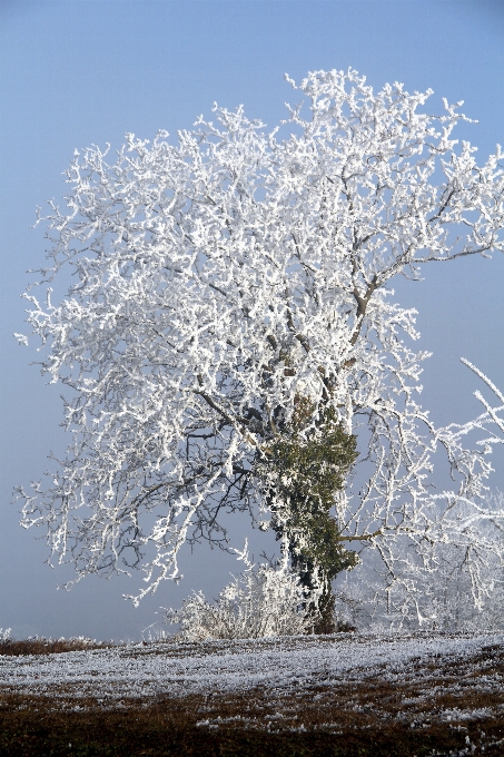 Natürlich baum frost einfrieren