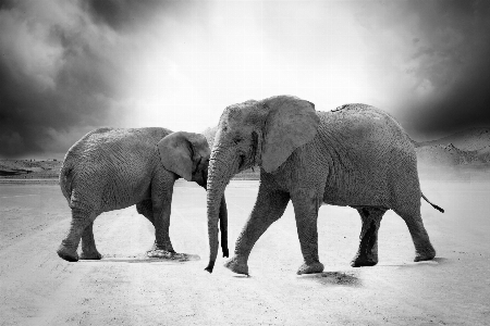 象 ゾウとマンモス
 インド象
 陸上動物
 写真