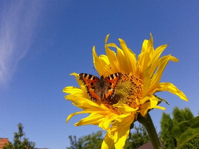 Foto Borboleta flor girassol planta com flor
