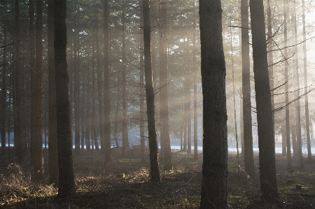 Tree forest nature woodland Photo