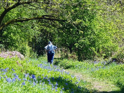 Bluebell wood people in nature natural landscape Photo