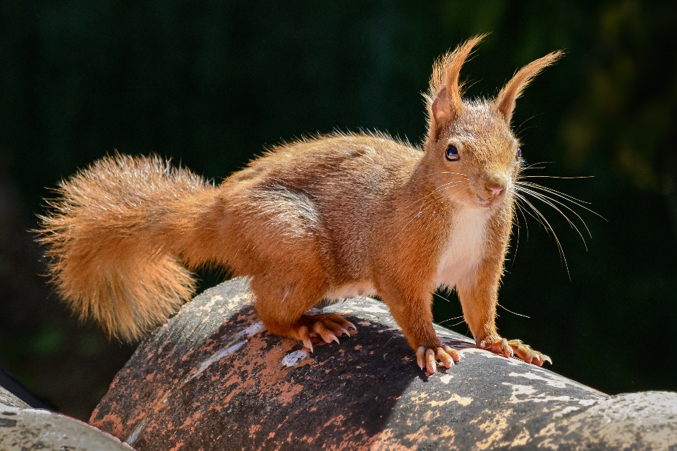 Animales mamífero vertebrado
 ardilla