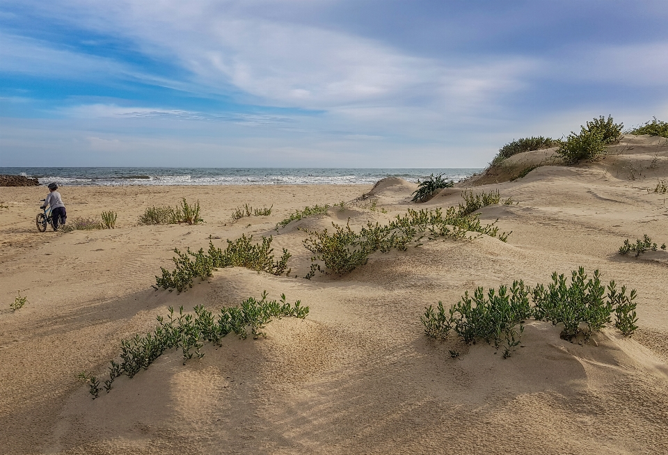 Dunes sand natural environment vegetation