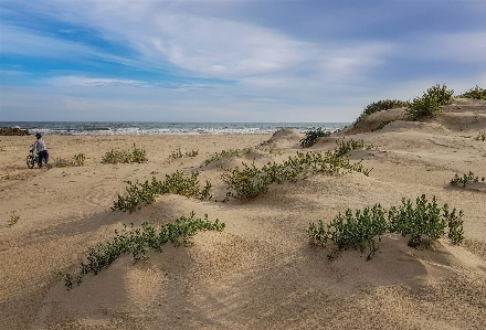 Dunes sand natural environment vegetation Photo