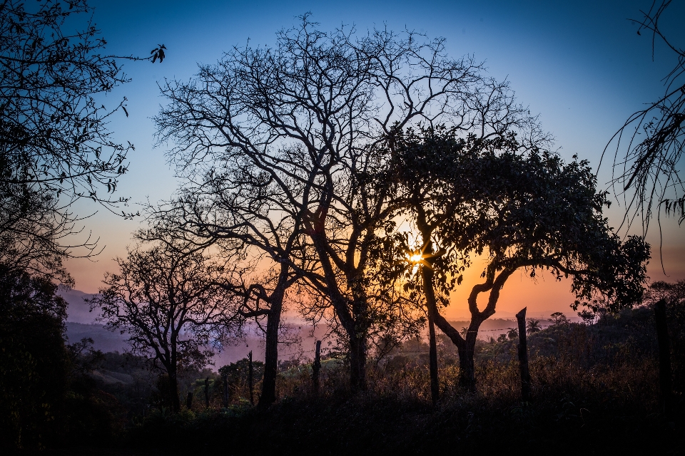 Sunset brazil sky tree