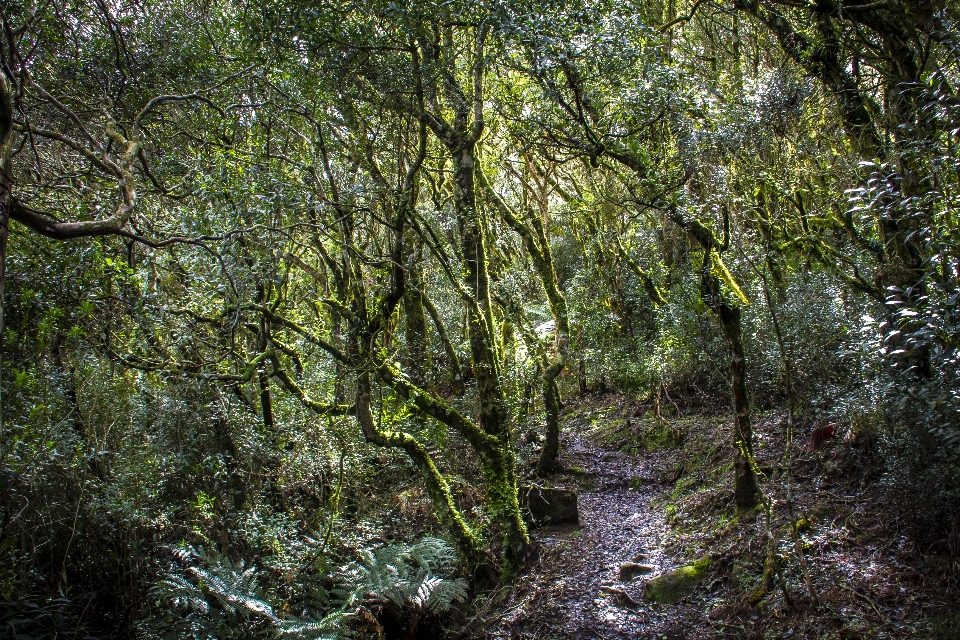 Forest brazil tree vegetation