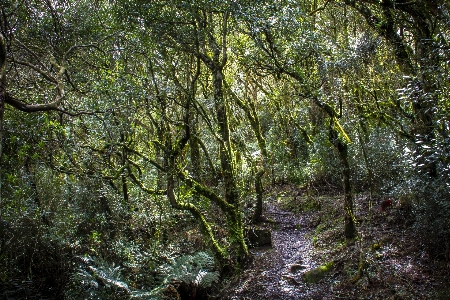 Forest brazil tree vegetation Photo