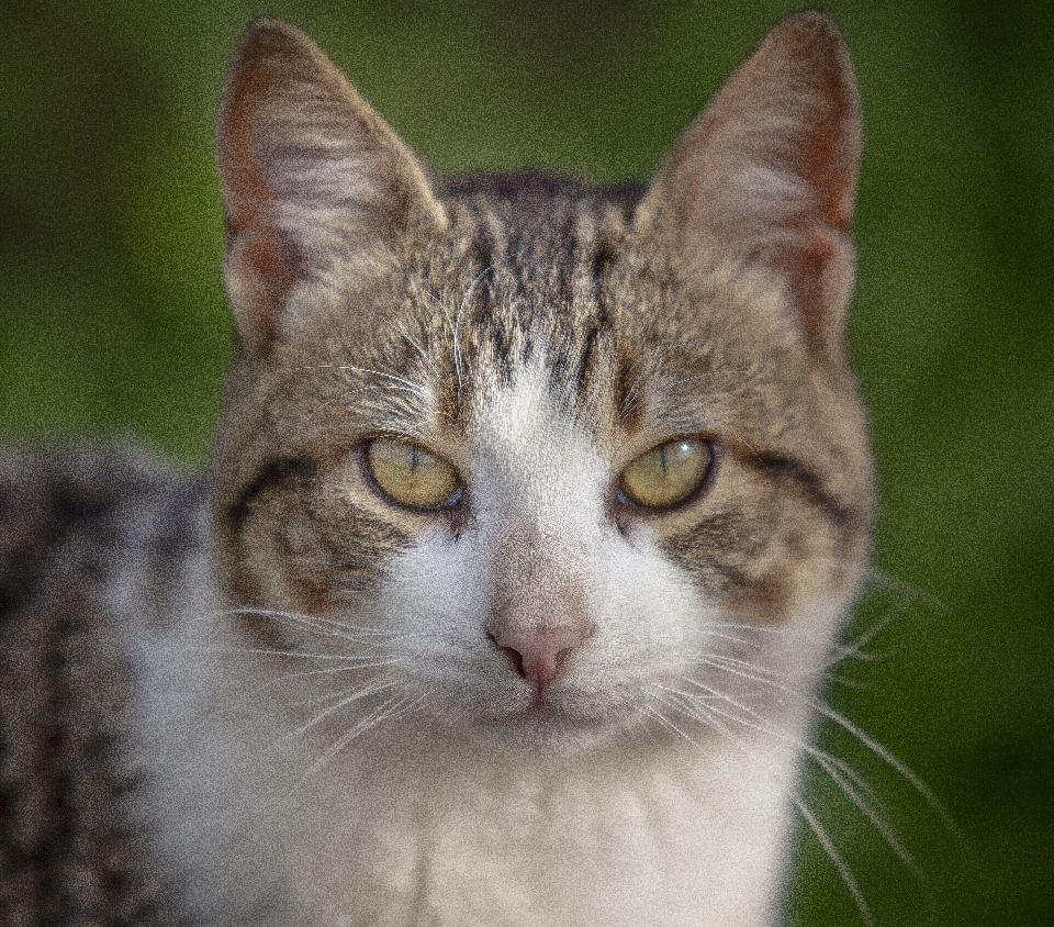 Kucing peliharaan satu satwa