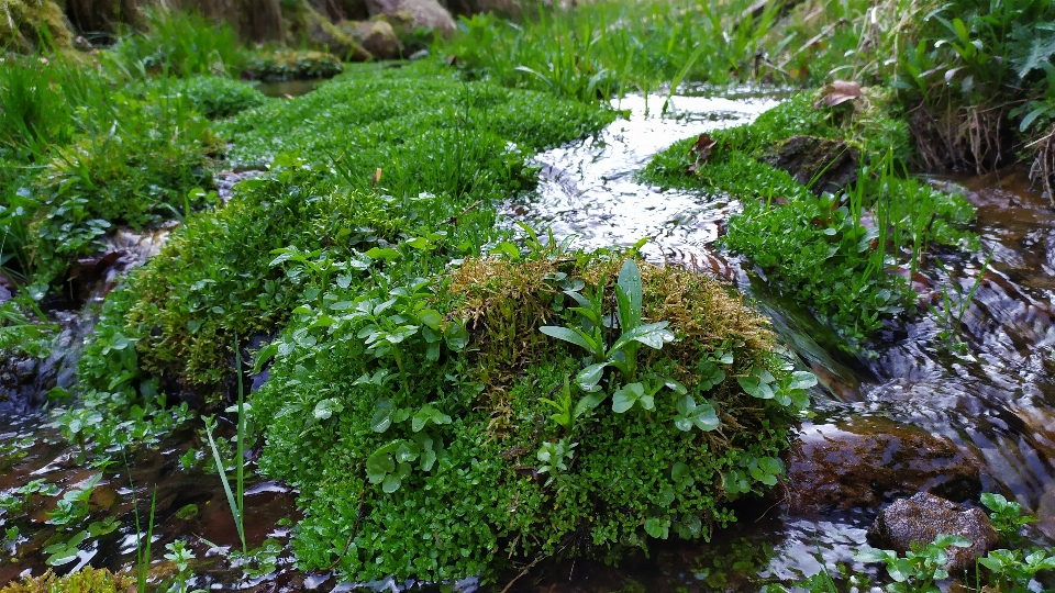 Naturale vegetazione flora antartica
 pianta