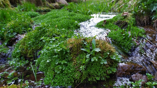 Foto Alami tumbuh-tumbuhan flora antartika
 tanaman