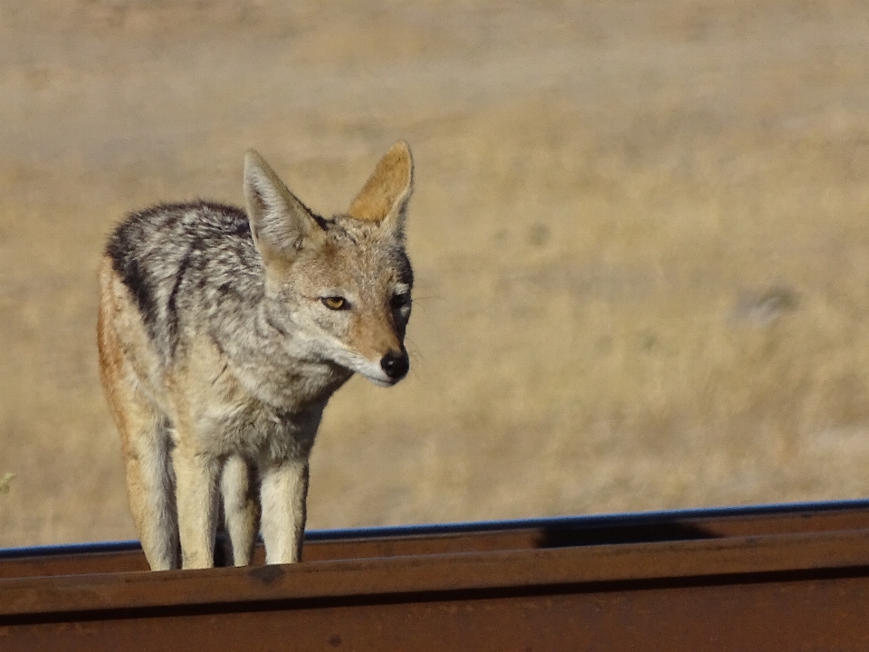 ジャッカル
 動物 自然 野生動物