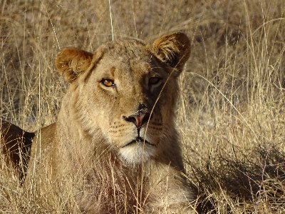 Foto Leone animale natura animali selvatici