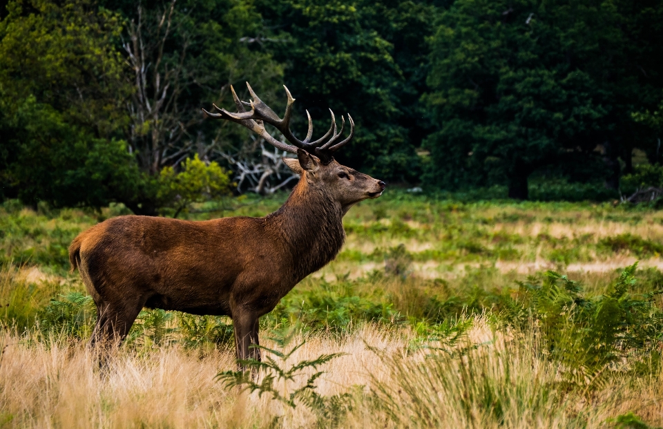 Fauna silvestre alce
 mamífero cuerno