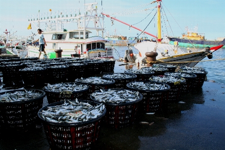 Herring harvest fishing boat landing Photo