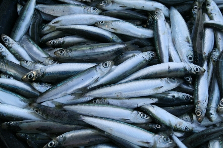 Herring fish fishery small Photo