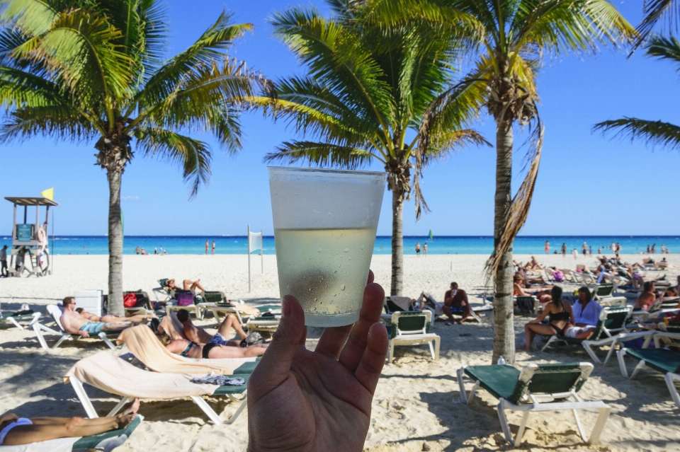 Wakacje plaża drzewo palmowe