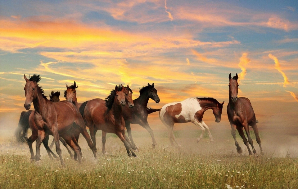 Caballos animal mascota naturaleza