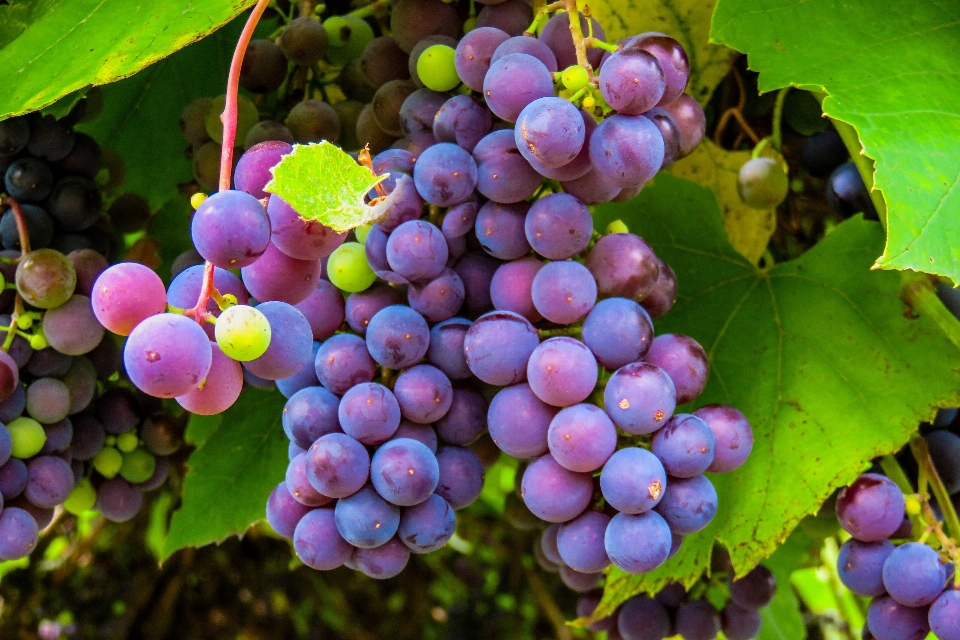 Uva planta com flor
 fruta sem sementes
 plantar