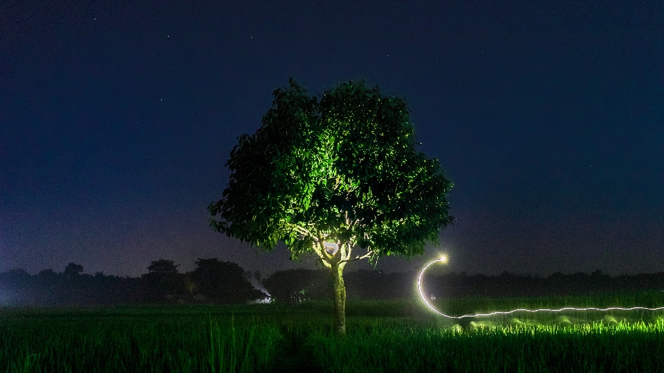 Night landscape tree green