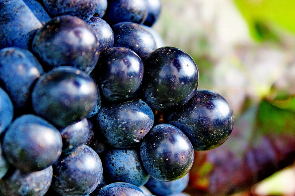 Nourriture raisin bleu fruit