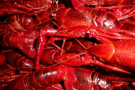 American lobster red seafood Photo