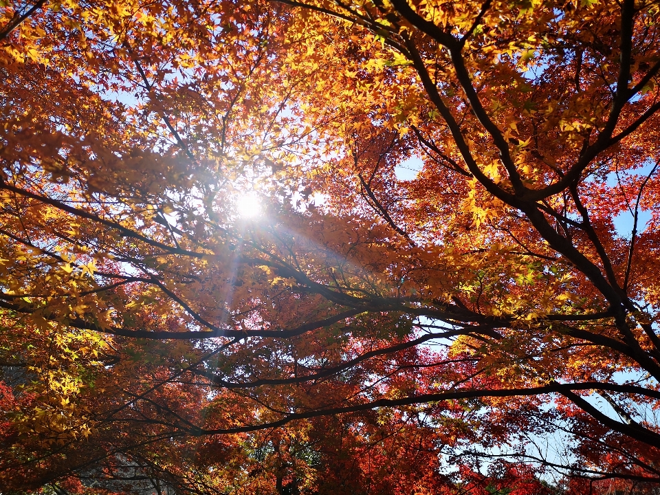 Otoño japón amarillo rojo