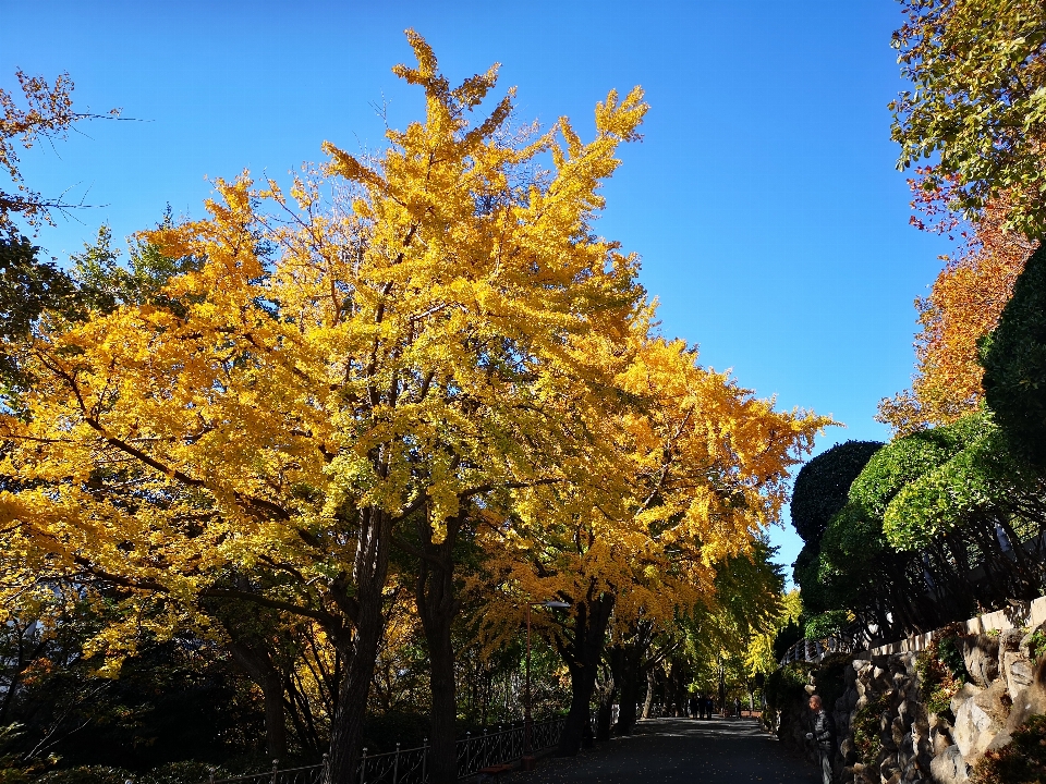 Herbst blätter park bäume