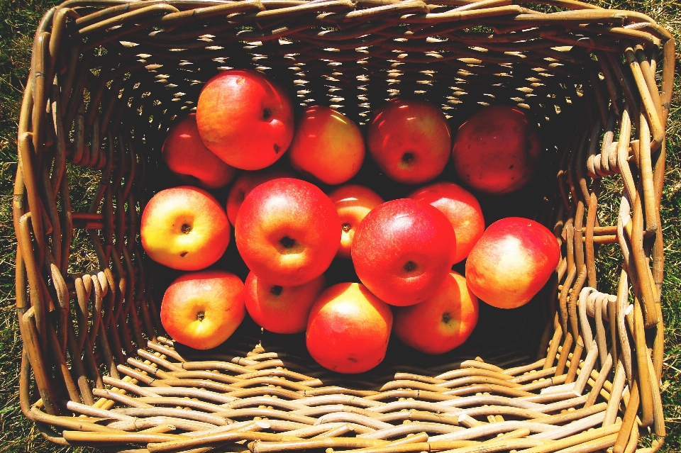 Makanan buah lokal
 apple