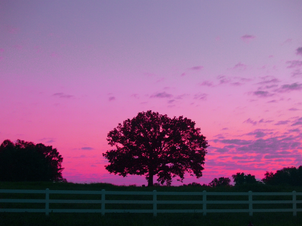 Natural sky pink tree