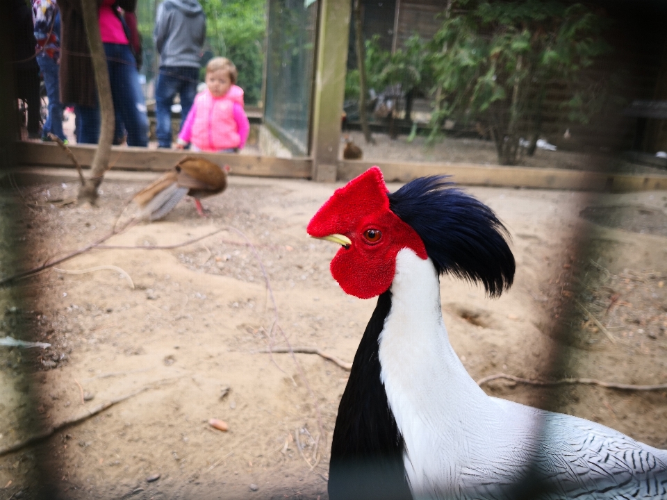 Jardim zoológico pássaro animal frango