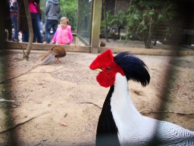 Foto Zoo uccello animale pollo