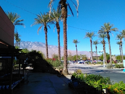 Palm trees cactus desert living plants Photo