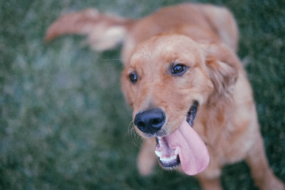 Dog breed canidae mammal