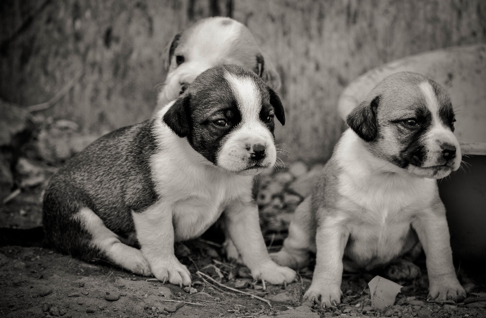 Lindos cachorrinhos
 preto e branco
 lindo chateado