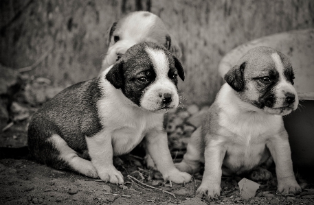 Beautiful puppies black and white upset Photo