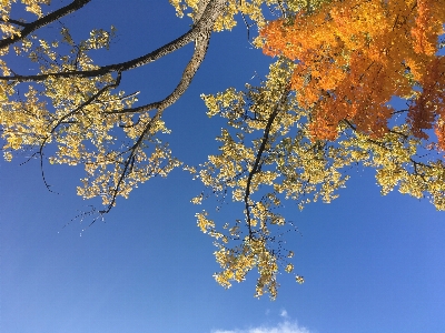 Tree sky branch leaf Photo