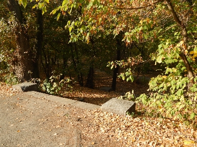 Nature leaf tree vegetation Photo