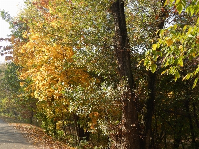 Tree leaf woody plant autumn Photo