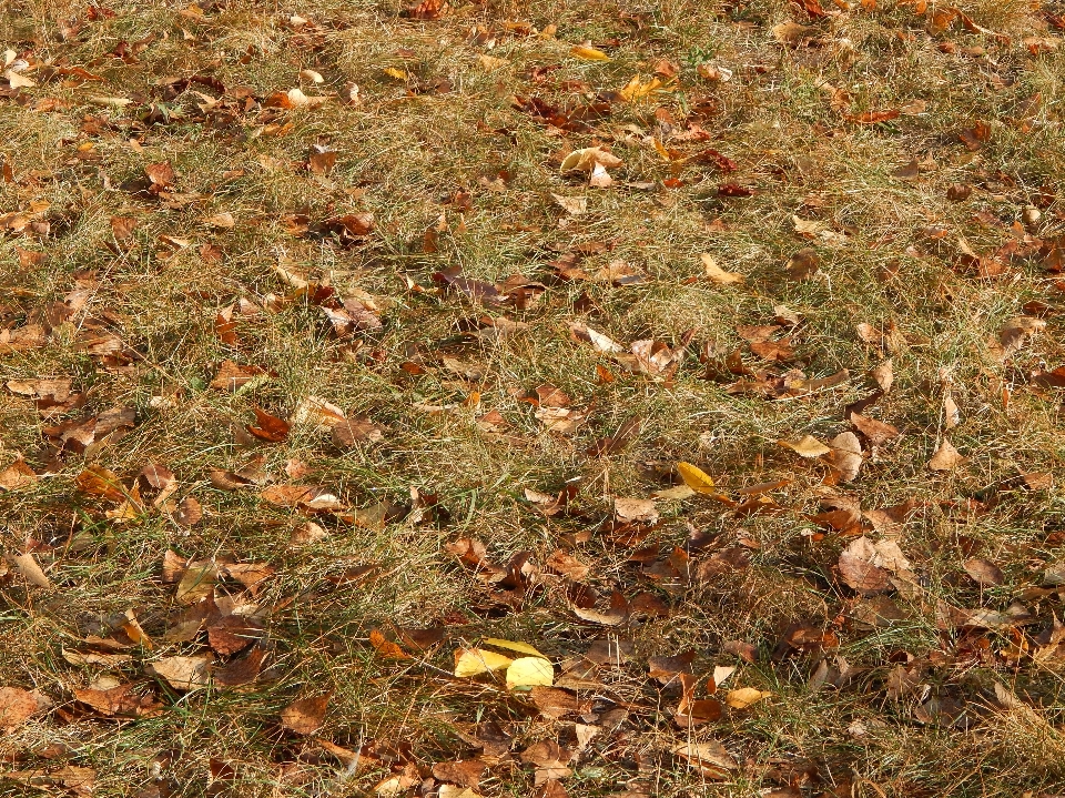 Leaf grass plant autumn