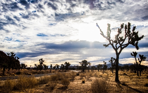 Sky tree nature natural landscape Photo