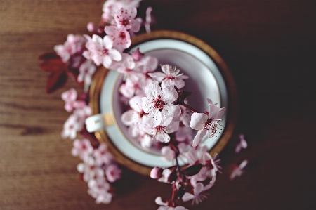 Foto Rosa fotografía de naturaleza muerta
 primavera lila
